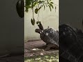 Tortoise core#pettortoise#funnypets #pettok #pets #tortoise