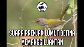 Suara prenjak lumut betina memanggil jantan pancingan prenjak bawah betina memanggil jantan