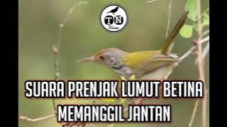 Suara prenjak lumut betina memanggil jantan | pancingan prenjak bawah betina memanggil jantan