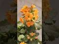 kalanchoe  plant care tips #youtubeshorts #shortfeed #shortvideo #shorts #flowers #garden