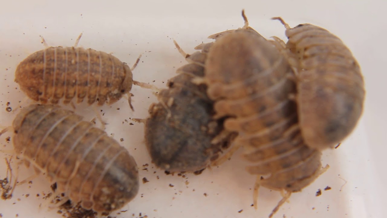 Helleria brevicornis