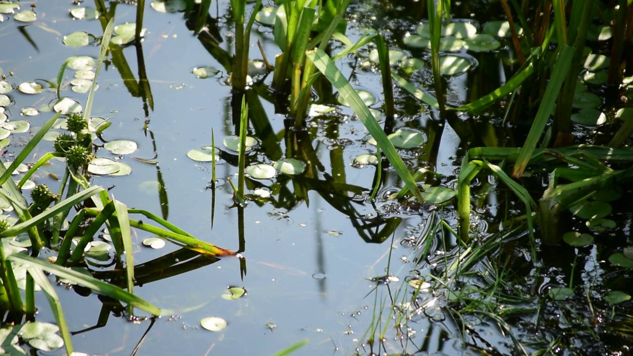 Интернет Магазин Водных Растений Для Пруда