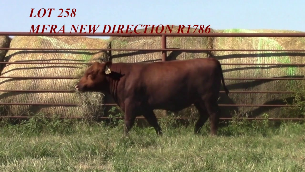 Mead Angus Lot 258 YouTube