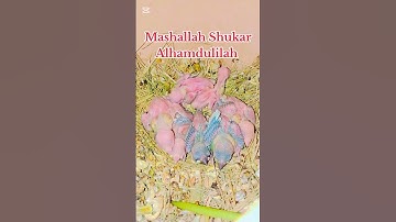 I Hatched Opal Java Sparrow Chicks!#mab_aviary_karachi#birds