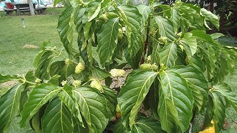 Cây nhàu như thế nào? I Công dụng của trái Nhàu