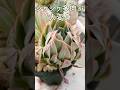 #059【多肉植物】シワシワ多肉は水を吸うのか!? #shorts #エケベリア #ガーデニング #多肉植物