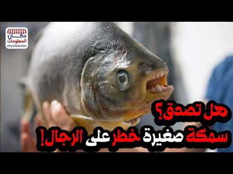 هل تصدق سمكة صغيرة خطر على الرجال