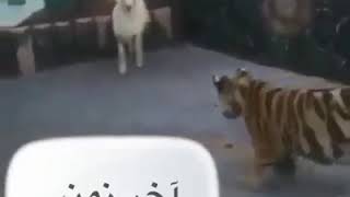 شاااهد خروف غير عااادي !! انقلبت الدنيا !!