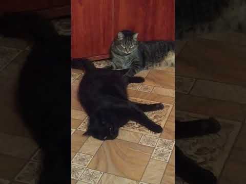 Этот Петька мне спать мешает!🦁 - YouTube