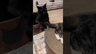 挑発に負けない猫