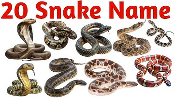 Learn the names of 20 snakes | 20 Snake Names in English | Kids Wildlife Learning Video for Begin...
