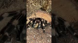 Nhandu Chromatus Spider Feeding
