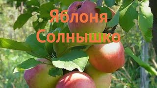 Яблоня обыкновенная Солнышко (yablonya-solnyshko) 🌿 обзор: как сажать, саженцы яблони Солнышко