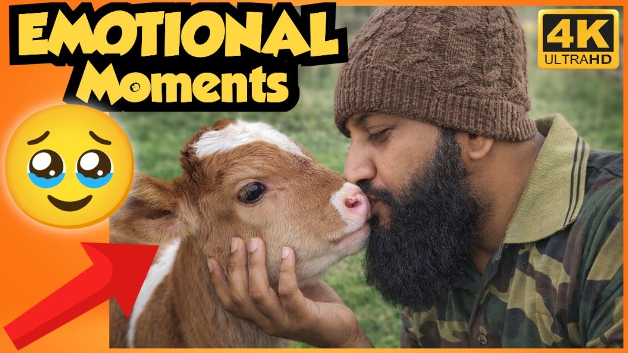 Эмоциональные воспоминания о моем детстве 😭😭😭 Встреча с телятами⁉️