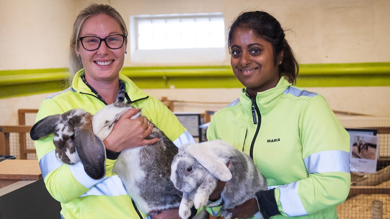 Yrkeslärarutbildningen