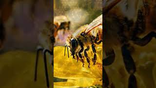 Pure Honey Satisfying