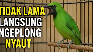 Download Lagu Suara Pancingan Cucak Ijo Bikin Emosi Naik, Auto Ngeplong! MP3