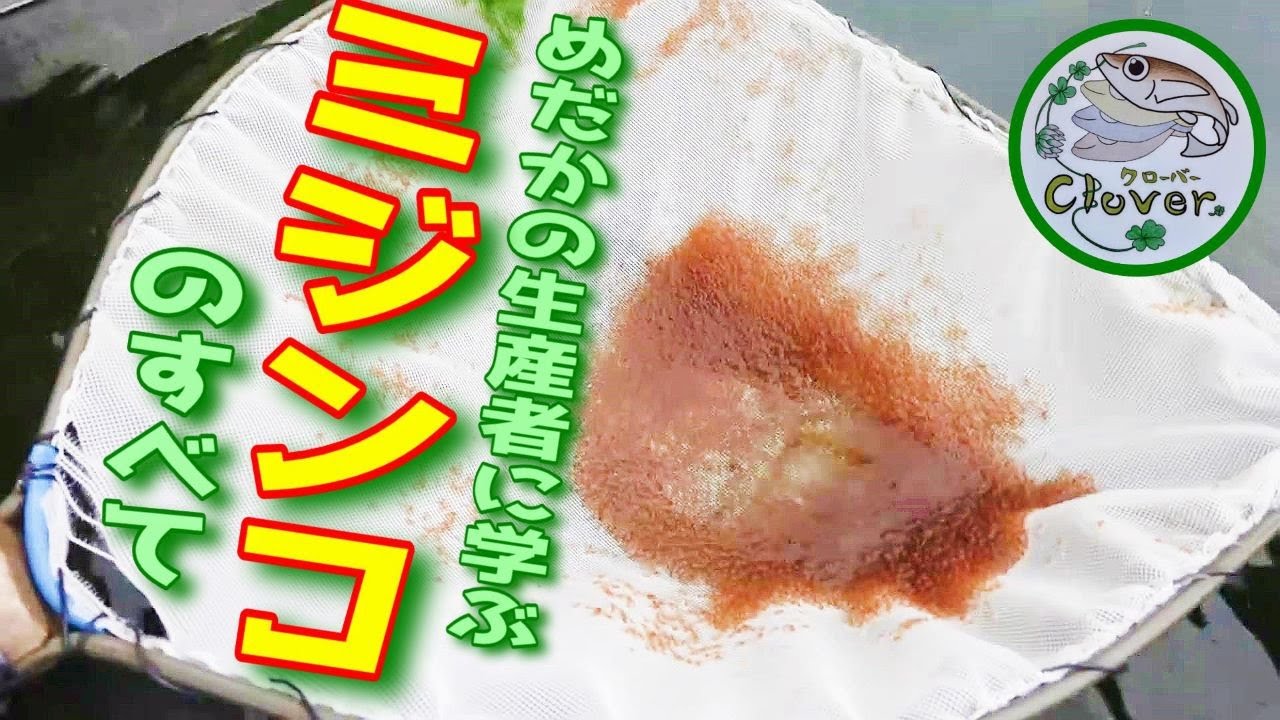 【めだか】ミジンコのすべてをメダカの生産者さんから学ぶ（最高の餌と言われる理由と培養のコツ）