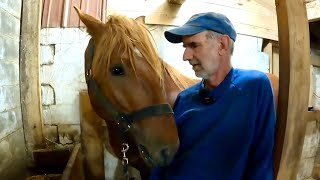 A NEW HORSE ON THE FARM!!! // Abby’s Big News & a Houdini Horse!
