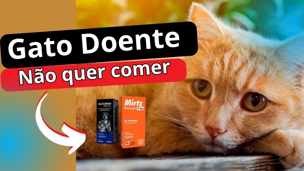 REMEDIO - Meu GATO não quer COMER o que fazer ?