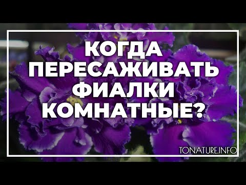 Когда пересаживать фиалки в домашних условиях