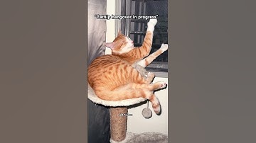 His first catnip experience 😂🍁#shorts #cat #catlover #hangover