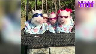 Funny And Cute Piggy Videos Compilation