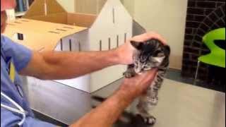 Cara membedakan anak kucing jantan dan betina
