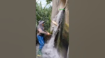 Cá Lớn - vợt Cá Chép Khủng xuôi theo cống nước 😱 #khacthuyvlogg