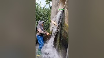 Cá Lớn - vợt Cá Chép Khủng xuôi theo cống nước 😱 #khacthuyvlogg