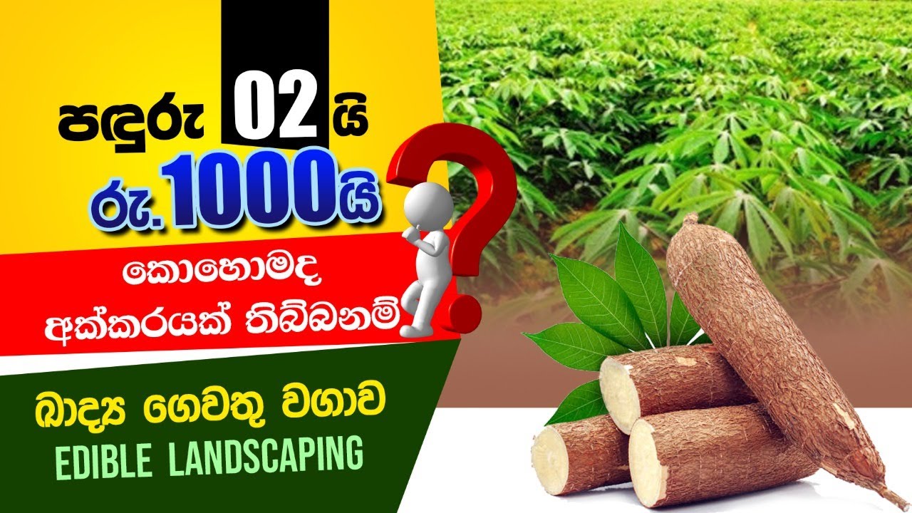  Edible Landscaping BST Saman 