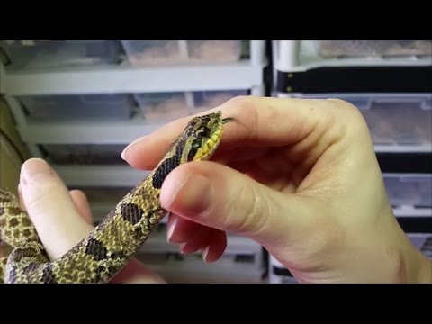 Hognose snakes: Here's what they look and act like, and it's funny