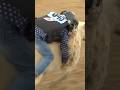 Mutton Busting At Folsom Pro Rodeo