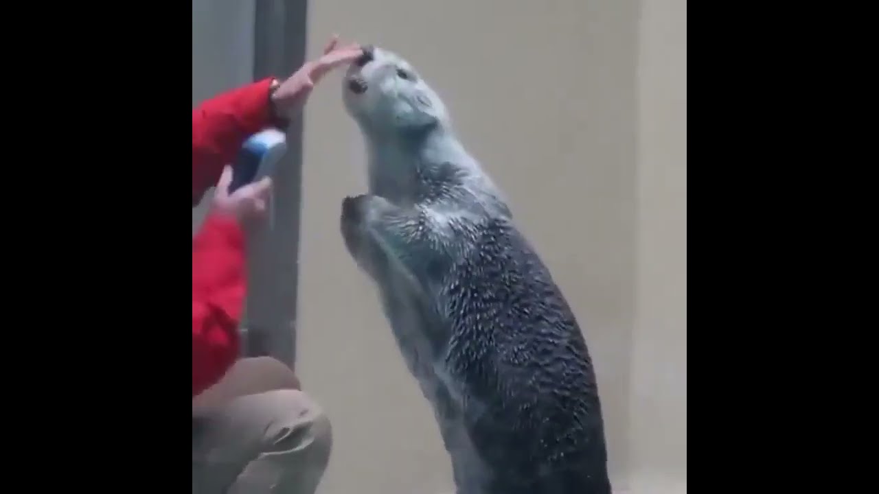 Checking the temperature of a sea otter