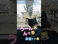 最高に面白い！猫とパパの会話【天才お喋り猫】 #しゃべる猫 #天才猫