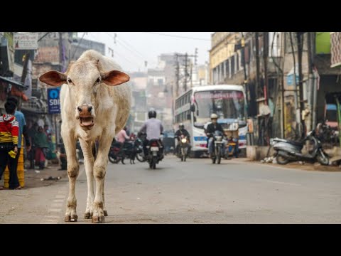 Корова уже семь лет каждый день заходит в магазин в Индии