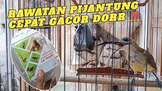 Rawatan pijantung pisang - Cepat bunyi gacor dorr