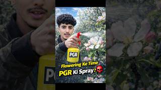 Apple Fruit Setting Secrets: PGR Spray ka sahi waqt 🍎🌸