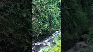 Waterfall in the jungle 💦 #waterfall #jungle #travel #shorts