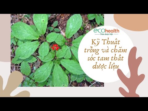 Video: Hoa tam thất - trồng và chăm sóc