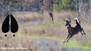 Aha Nature Moments: Animal Tracks