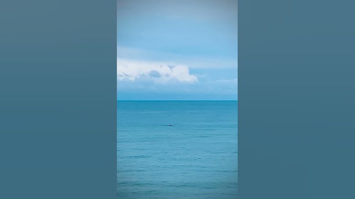 Las primeras BALLENAS 🐋 de la temporada, tímidamente ya se dejan ver en #mardelplata #ballenas #ar