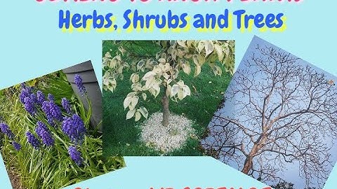 Getting to know plants part- 1 / herbs, shrubs and trees / class 6 / CBSE / Science / NCERT