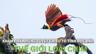 Khám Phá Những Tuyệt Chiêu Tỏ Tình Độc Đáo Của Thế Giới Loài Chim | Sách đỏ Việt Nam