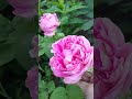 Півоноподібна троянда Вувузела/Vuvuzela peony rose/Rose pivoine Vuvuzela/Vuvuzela-Pfingstrosenrose