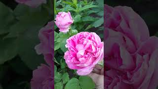 Півоноподібна троянда Вувузела/Vuvuzela peony rose/Rose pivoine Vuvuzela/Vuvuzela-Pfingstrosenrose