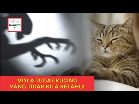 Video: Bagaimana Kucing Merasakan Tenaga Negatif Di Rumah? - Pandangan Alternatif