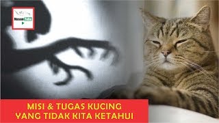 INILAH YANG DILAKUKAN KUCING SAAT KITA TIDUR  (Mitos atau Fakta)