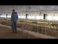 Poultry Production - Frogmary Green Farm