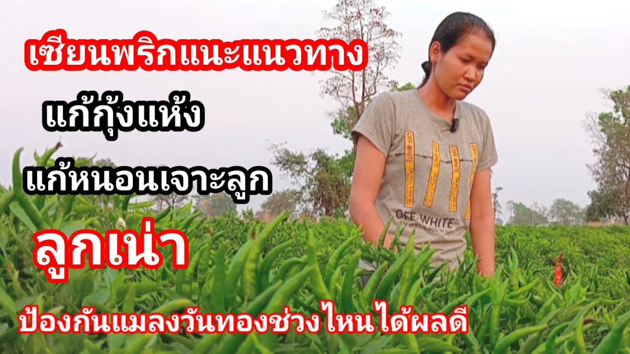 เซียนพริกแนะนำวิธีดูแลพริก ยาแก้โรคกุ้งแห้ง โรคเน่า การป้องกันแมลงวันทอง ฟังคลิปนี้รู้เรื่อง